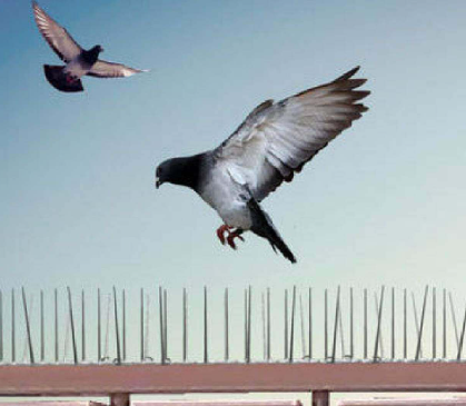 anti bird spikes
